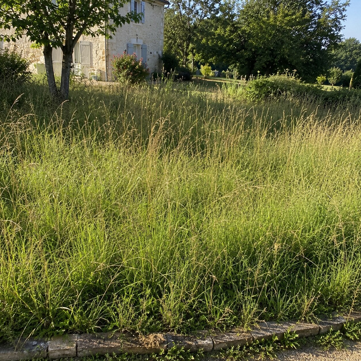 Jardin envahi par les hautes herbes avant tonte
